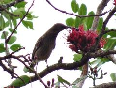 Chalcomitra senegalensis gutturalis