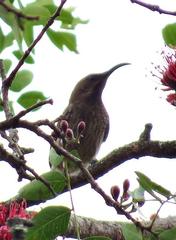 Chalcomitra senegalensis gutturalis