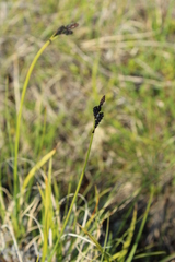 Carex bigelowii arctisibirica