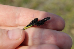 Carex bigelowii arctisibirica