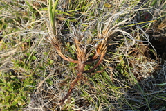 Carex bigelowii arctisibirica