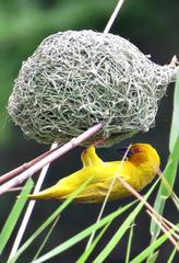 Ploceus subaureus aureoflavus