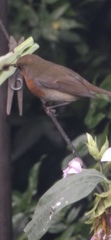 Erithacus rubecula