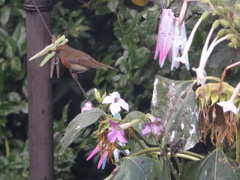 Erithacus rubecula