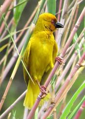 Ploceus subaureus aureoflavus