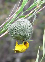 Ploceus subaureus aureoflavus