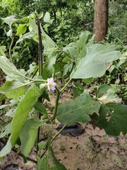 Solanum melongena