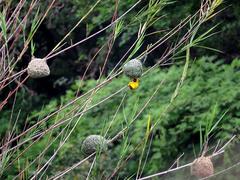 Ploceus subaureus aureoflavus