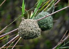 Ploceus subaureus aureoflavus