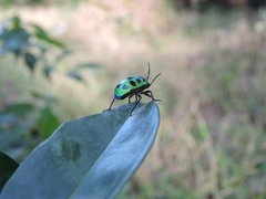 Chrysocoris
