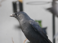 Corvus monedula
