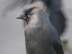 Corvus monedula