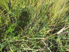 Astragalus austrosibiricus