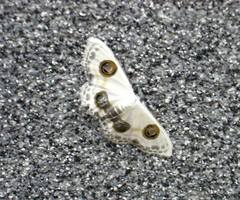 Problepsis superans superans