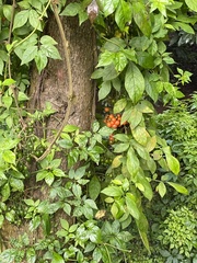 Solanum appendiculatum
