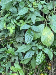 Solanum appendiculatum