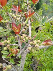 Ficus ingens