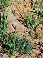 Dianthus micropetalus