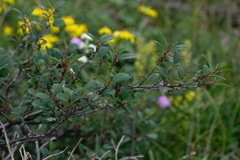 Cotoneaster uniflorus