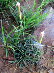 Dianthus micropetalus