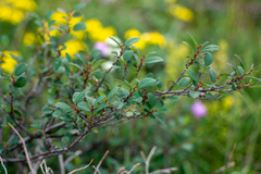 Cotoneaster uniflorus