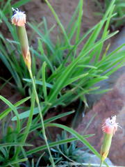 Dianthus micropetalus