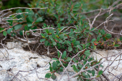 Cotoneaster uniflorus