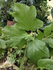 Solanum melongena