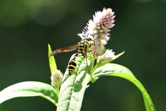 Phimenes flavopictus flavopictus