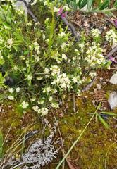 Lachnaea diosmoides