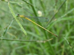Ceriagrion chromothorax
