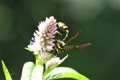 Phimenes flavopictus flavopictus