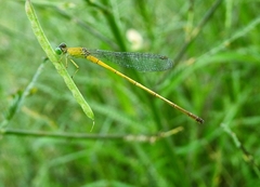 Ceriagrion chromothorax