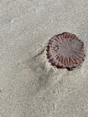 Chrysaora agulhensis