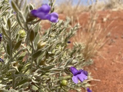 Eremophila bowmanii