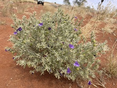 Eremophila bowmanii