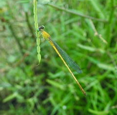 Ceriagrion chromothorax