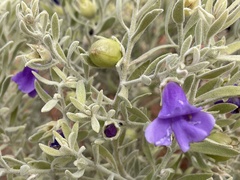 Eremophila bowmanii