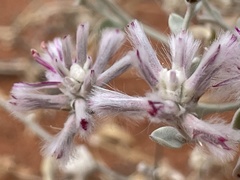 Ptilotus sessilifolius