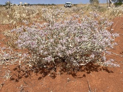 Ptilotus sessilifolius