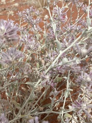 Ptilotus sessilifolius