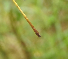 Ceriagrion chromothorax