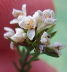 Lachnaea diosmoides