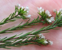 Lachnaea diosmoides
