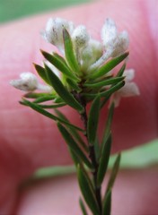 Lachnaea diosmoides