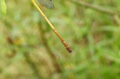 Ceriagrion chromothorax
