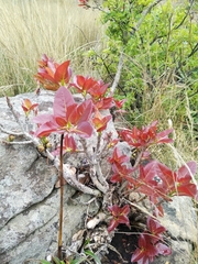Ficus ingens