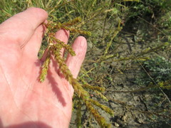 Corispermum declinatum