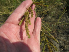 Corispermum declinatum