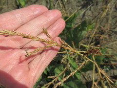 Corispermum declinatum